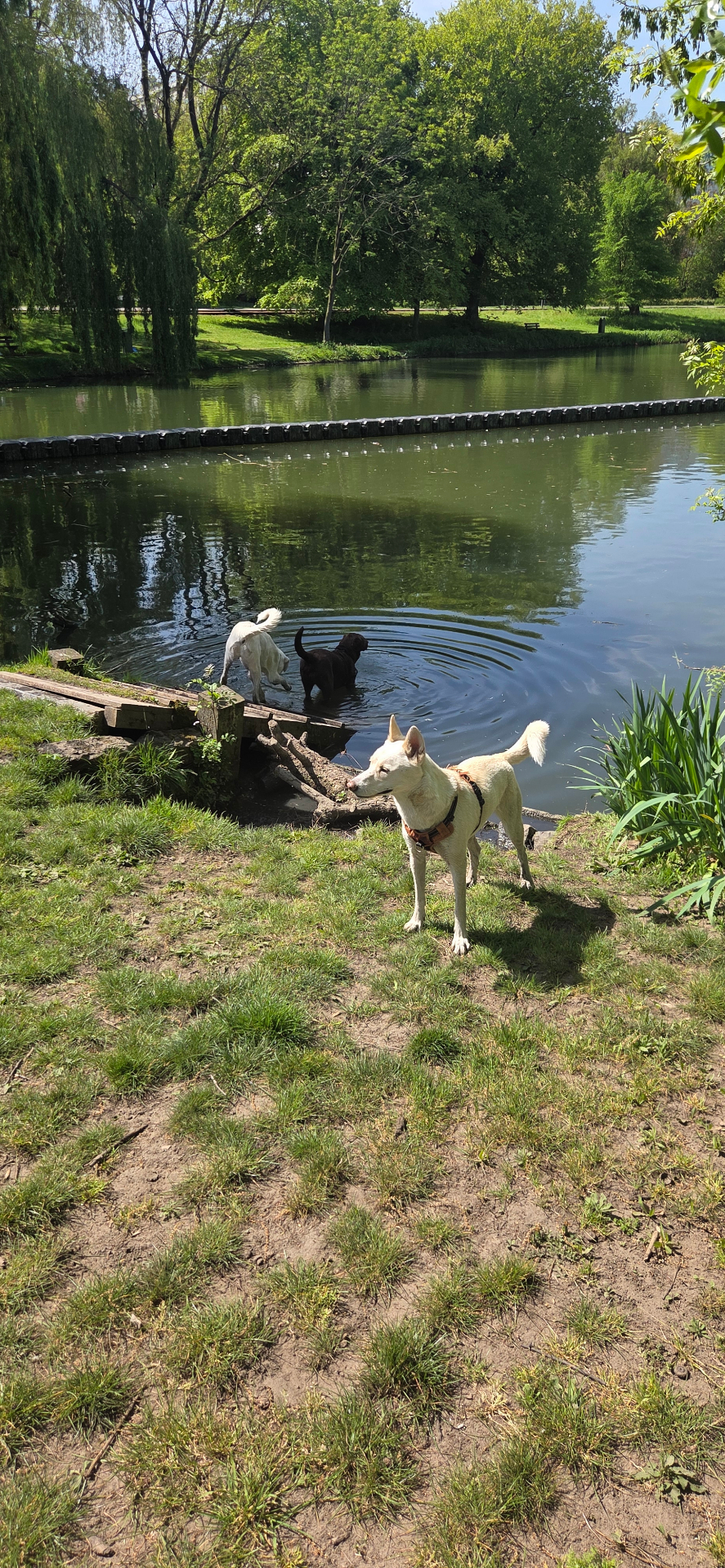 Honden spelen aan een vijver in een Gentse losloopweide