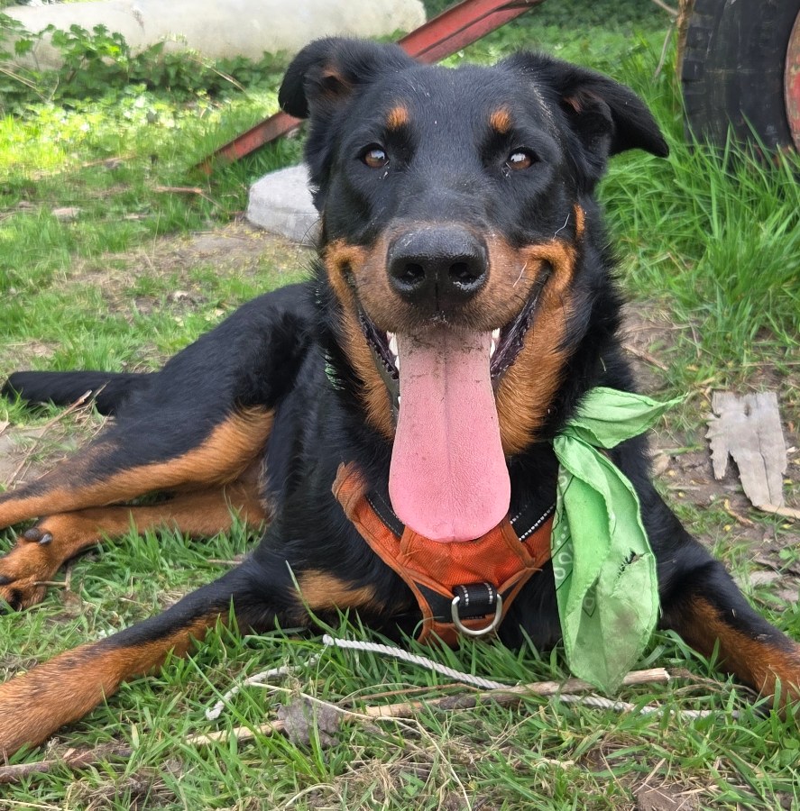 Lachende beauceron met oranje tuig en groene bandana ligt in het gras