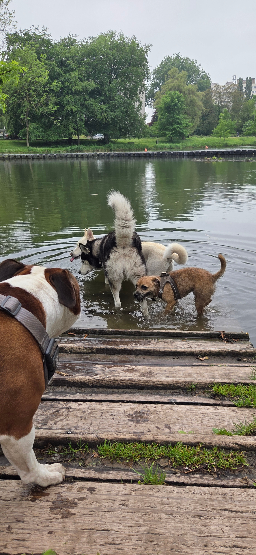 Honden spelen samen in het water